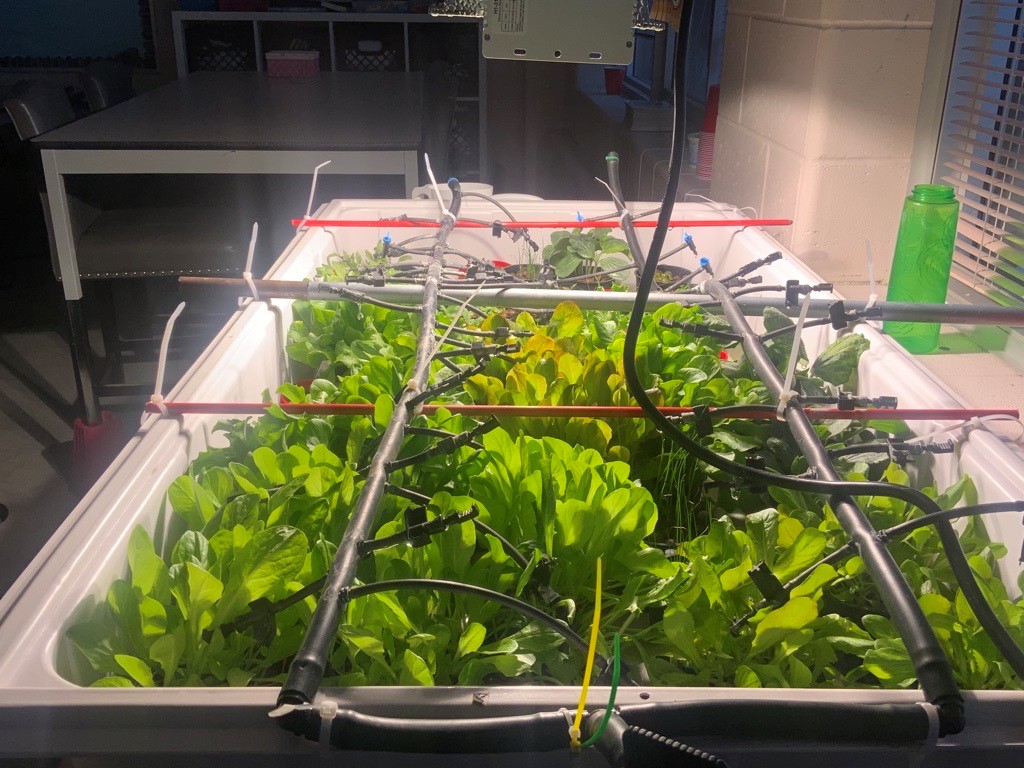 hydroponie 3.jpg