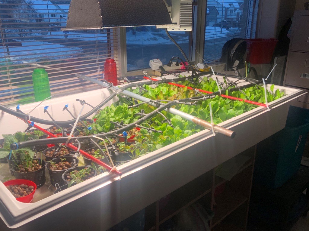 hydroponie 2.jpg